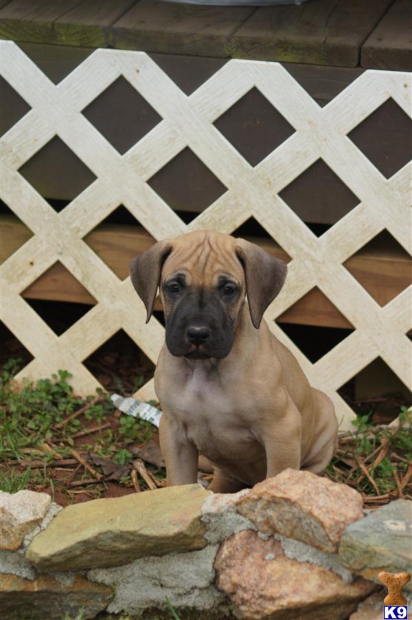 Puppies for Sale